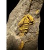 Trilobite Conocoryphe cirina – Rejkovice, CZ