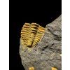 Trilobit Conocoryphe cirina – Rejkovice, ČR