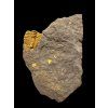 Trilobite Conocoryphe cirina – Rejkovice, CZ