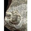 Trilobit Cheirurus insignis – Loděnice u Berouna, ČR