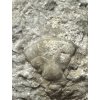 Trilobite Breviscutellum angusticeps – Koneprusy, CZ