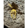Trilobit Skreiaspis spinosa – Rejkovice, ČR