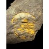 Trilobit Ellipsocephalus vetustus – Rejkovice, ČR