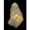 Trilobite Ellipsocephalus vetustus – Rejkovice, CZ