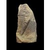 Trilobit Paradoxides gracilis – Jince, CZ