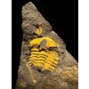 Trilobit Ellipsocephalus vetustus – Rejkovice, CZ