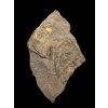 Trilobite Ellipsocephalus vetustus – Rejkovice, CZ