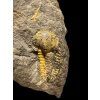 Trilobit Ellipsocephalus vetustus – Rejkovice, CZ