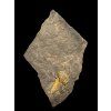 Trilobit Ellipsocephalus vetustus – Rejkovice, CZ