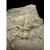 Trilobit Ellipsocephalus vetustus – Rejkovice, ČR