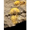 Trilobit Ellipsocephalus vetustus – Rejkovice, CZ