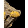 Trilobite Ellipsocephalus vetustus – Rejkovice, CZ