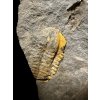 Trilobit Ellipsocephalus vetustus – Rejkovice, ČR