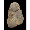 Trilobite Ellipsocephalus vetustus – Rejkovice, CZ