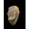 Trilobite Conocoryphe cirina – Rejkovice, CZ
