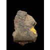 Trilobite Conocoryphe cirina – Rejkovice, CZ