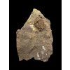 Trilobite Conocoryphe cirina – Rejkovice, CZ