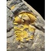 Trilobit Conocoryphe cirina – Rejkovice, ČR