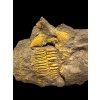 Trilobit Conocoryphe cirina – Rejkovice, CZ