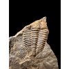 Trilobit Conocoryphe cirina – Rejkovice, CZ