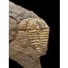 Trilobite Conocoryphe cirina – Rejkovice, CZ