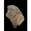 Trilobite Conocoryphe cirina – Rejkovice, CZ