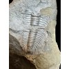 Trilobit Paradoxides gracilis – Jince, CZ