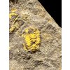 Trilobit Skreiaspis spinosa – Rejkovice, ČR