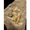 Trilobit Skreiaspis spinosa – Rejkovice, ČR