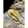 Trilobit Skreiaspis spinosa – Rejkovice, ČR