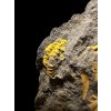 Trilobit Skreiaspis spinosa – Rejkovice, CZ