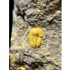 Trilobit Skreiaspis spinosa – Rejkovice, CZ