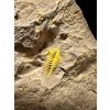 Trilobit Skreiaspis spinosa – Rejkovice, CZ