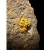 Trilobite Skreiaspis spinosa – Rejkovice, CZ