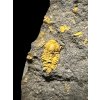 Trilobit Skreiaspis spinosa – Rejkovice, CZ