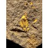 Trilobit Skreiaspis spinosa – Rejkovice, CZ