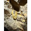 Trilobit Skreiaspis spinosa – Rejkovice, CZ