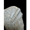 Trilobit Paradoxides gracilis – Jince, ČR