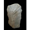 Trilobit Paradoxides gracilis – Jince, CZ