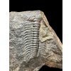 Trilobit Paradoxides gracilis – Jince, CZ