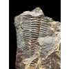 Trilobit Paradoxides gracilis – Jince, CZ