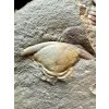 Trilobite Paradoxides gracilis – Jince, CZ