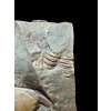 Trilobit Paradoxides gracilis – Jince, CZ