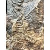 Trilobit Paradoxides gracilis – Jince, ČR