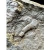 Trilobit Paradoxides gracilis – Jince, CZ
