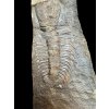 Trilobit Paradoxides gracilis – Jince, ČR