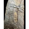 Trilobit Paradoxides gracilis – Jince, CZ