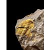 Trilobit Eccoparadoxides Pusillus – Rejkovice, CZ