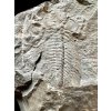 Trilobit Eccoparadoxides Pusillus – Rejkovice, CZ