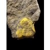 Trilobite Eccoparadoxides Pusillus – Rejkovice, CZ